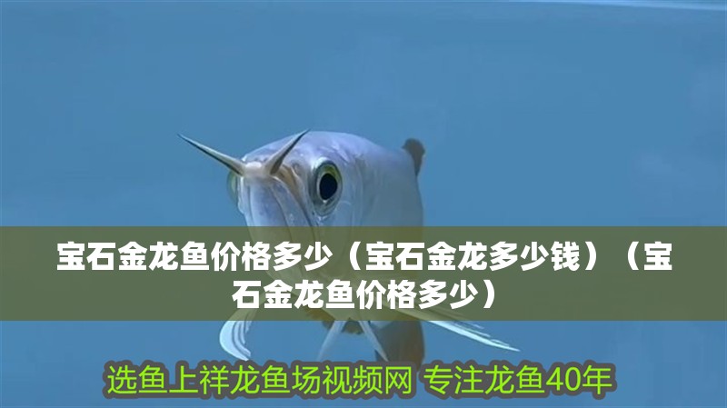 寶石金龍魚價格多少（寶石金龍多少錢）（寶石金龍魚價格多少）
