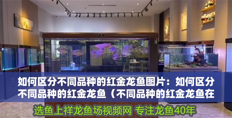 我的虎魚真菌感染了要怎么處理 如何區(qū)分不同品種的紅金龍魚圖片:如何區(qū)分不同品種的紅金龍魚(不同品種的紅金龍魚在頭部的形狀、形狀、顏色等方面存在差異) 水族問答 如何區(qū)分不同品種的紅金龍魚圖片:如何區(qū)分不同品種的紅金龍魚(不同品種的紅金龍魚在頭部的形狀、形狀、顏色等方面存在差異) 如何區(qū)分不同品種的紅金龍魚圖片:如何區(qū)分不同品種的紅金龍魚(不同品種的紅金龍魚在頭部的形狀、形狀、顏色等方面存在差異) 水族問答