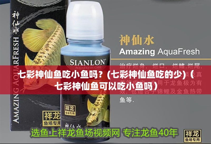 七彩神仙魚吃小魚嗎？(七彩神仙魚吃的少)（七彩神仙魚可以吃小魚嗎）