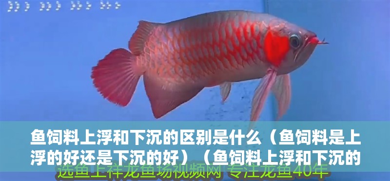 魚飼料上浮和下沉的區(qū)別是什么（魚飼料是上浮的好還是下沉的好）（魚飼料上浮和下沉的區(qū)別）