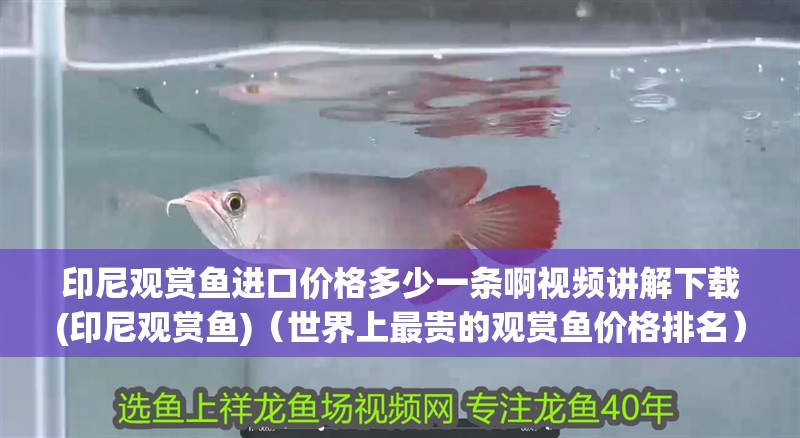印尼觀賞魚進(jìn)口價(jià)格多少一條啊視頻講解下載(印尼觀賞魚)（世界上最貴的觀賞魚價(jià)格排名）