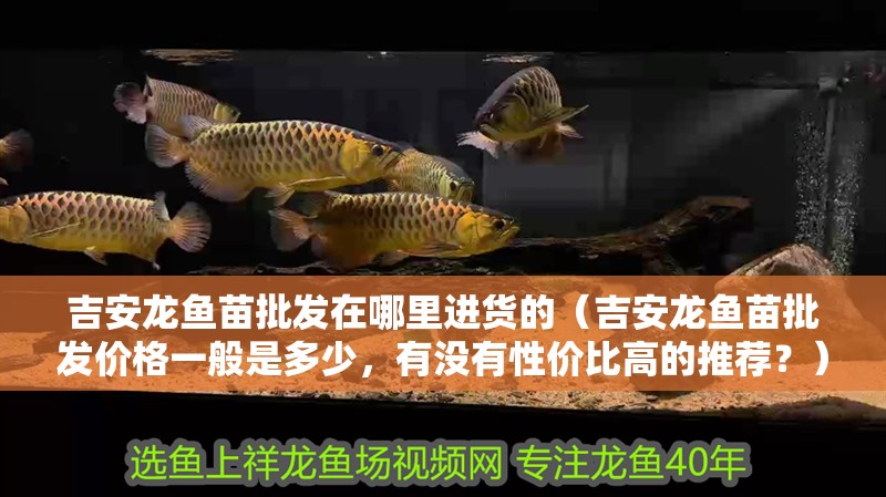 吉安龍魚苗批發在哪里進貨的（吉安龍魚苗批發價格一般是多少，有沒有性價比高的推薦？）