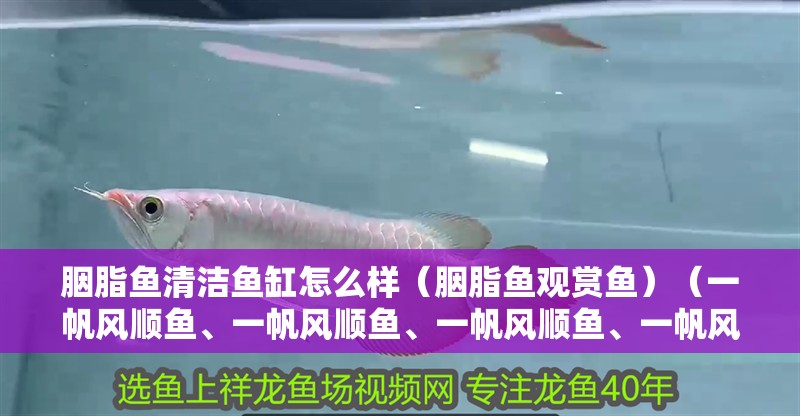 胭脂魚清潔魚缸怎么樣（胭脂魚觀賞魚）（一帆風順魚、一帆風順魚、一帆風順魚、一帆風順魚、一帆風順魚） 胭脂魚清潔魚缸怎么樣（胭脂魚觀賞魚）（一帆風順魚、一帆風順魚、一帆風順魚、一帆風順魚、一帆風順魚） 觀賞魚百科