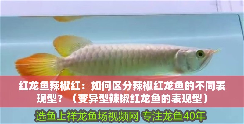 紅龍魚辣椒紅：如何區分辣椒紅龍魚的不同表現型？（變異型辣椒紅龍魚的表現型）