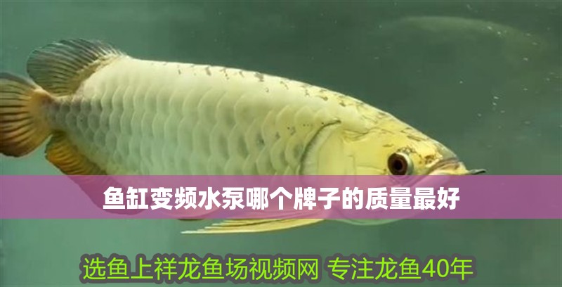 魚缸變頻水泵哪個牌子的質量最好 魚缸變頻水泵哪個牌子的質量最好 觀賞魚百科