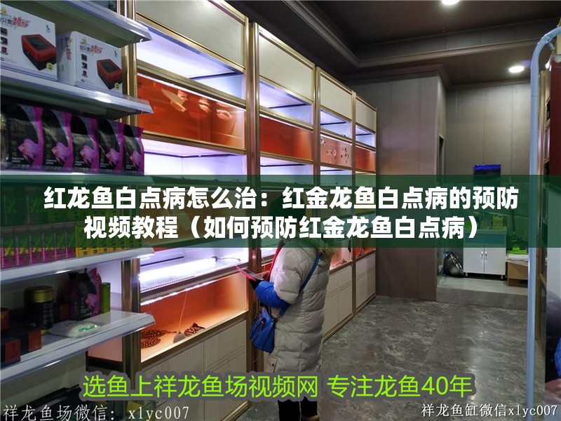 紅龍魚白點病怎么治：紅金龍魚白點病的預防視頻教程（如何預防紅金龍魚白點病）