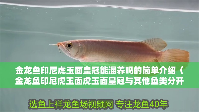 金龍魚印尼虎玉面皇冠能混養嗎的簡單介紹（金龍魚印尼虎玉面虎玉面皇冠與其他魚類分開飼養方法）