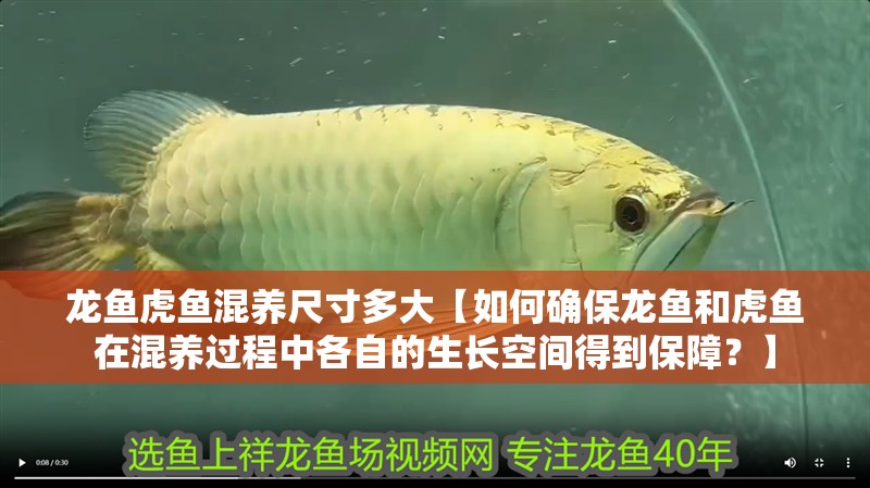 龍魚虎魚混養尺寸多大【如何確保龍魚和虎魚在混養過程中各自的生長空間得到保障？】