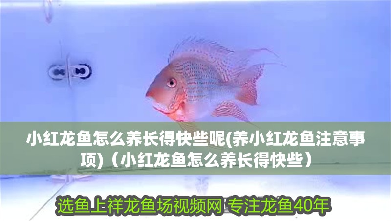 小紅龍魚怎么養長得快些呢(養小紅龍魚注意事項)（小紅龍魚怎么養長得快些） 小紅龍魚怎么養長得快些呢(養小紅龍魚注意事項)（小紅龍魚怎么養長得快些） 觀賞魚百科
