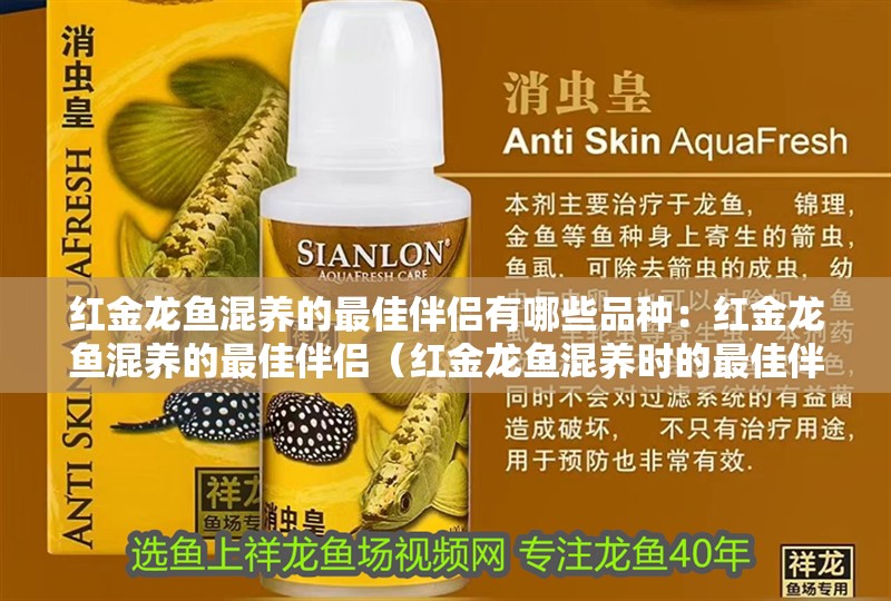 紅金龍魚混養的最佳伴侶有哪些品種：紅金龍魚混養的最佳伴侶（紅金龍魚混養時的最佳伴侶） 紅金龍魚混養的最佳伴侶有哪些品種：紅金龍魚混養的最佳伴侶（紅金龍魚混養時的最佳伴侶） 水族問答