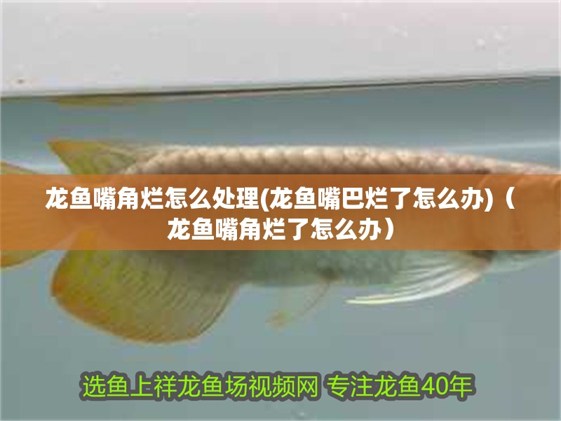 龍魚嘴角爛怎么處理(龍魚嘴巴爛了怎么辦)（龍魚嘴角爛了怎么辦）