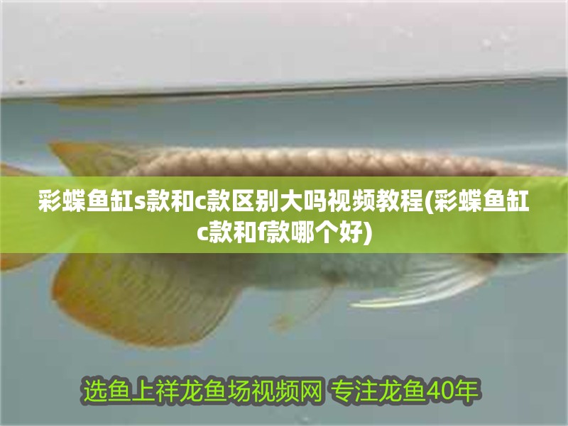 魚缸過濾器選購指南:自制魚缸過濾器魚缸上置過濾器對于養(yǎng)魚愛好者的必備知識 彩蝶魚缸s款和c款區(qū)別大嗎視頻教程(彩蝶魚缸c款和f款哪個好) 觀賞魚百科 彩蝶魚缸s款和c款區(qū)別大嗎視頻教程(彩蝶魚缸c款和f款哪個好) 彩蝶魚缸s款和c款區(qū)別大嗎視頻教程(彩蝶魚缸c款和f款哪個好) 觀賞魚百科