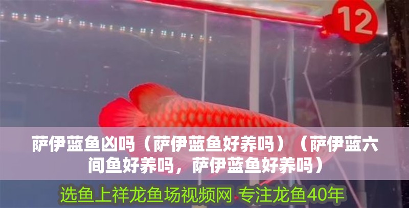 薩伊藍魚兇嗎（薩伊藍魚好養嗎）（薩伊藍六間魚好養嗎，薩伊藍魚好養嗎）