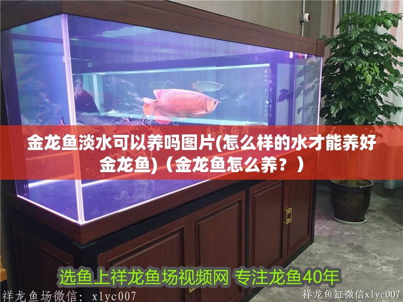 金龍魚淡水可以養嗎圖片(怎么樣的水才能養好金龍魚)（金龍魚怎么養？）