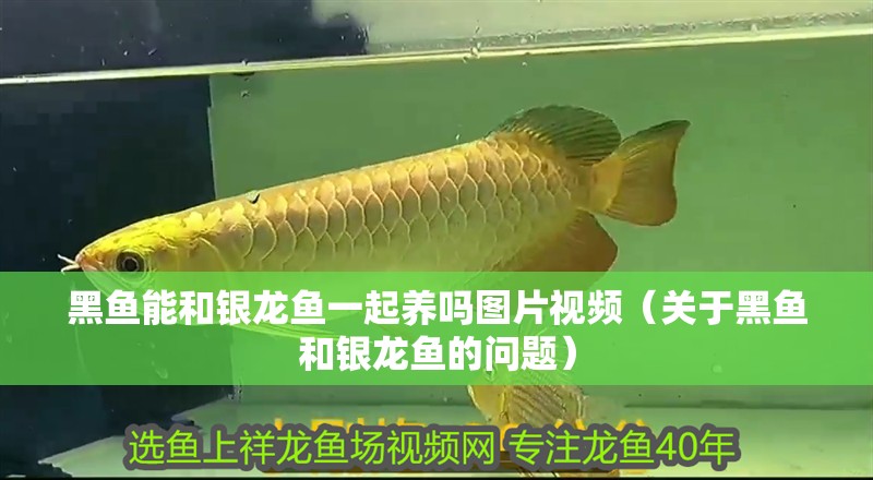我的虎魚真菌感染了要怎么處理 黑魚能和銀龍魚一起養(yǎng)嗎圖片視頻(關(guān)于黑魚和銀龍魚的問題) 觀賞魚百科 黑魚能和銀龍魚一起養(yǎng)嗎圖片視頻(關(guān)于黑魚和銀龍魚的問題) 黑魚能和銀龍魚一起養(yǎng)嗎圖片視頻(關(guān)于黑魚和銀龍魚的問題) 觀賞魚百科