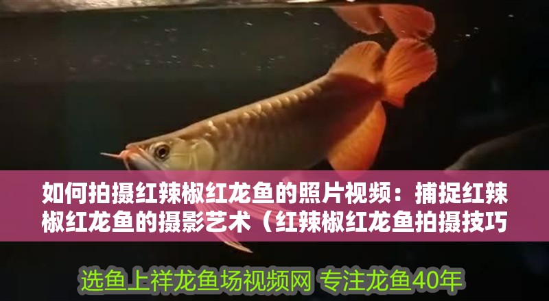 如何拍攝紅辣椒紅龍魚的照片視頻：捕捉紅辣椒紅龍魚的攝影藝術(shù)（紅辣椒紅龍魚拍攝技巧）