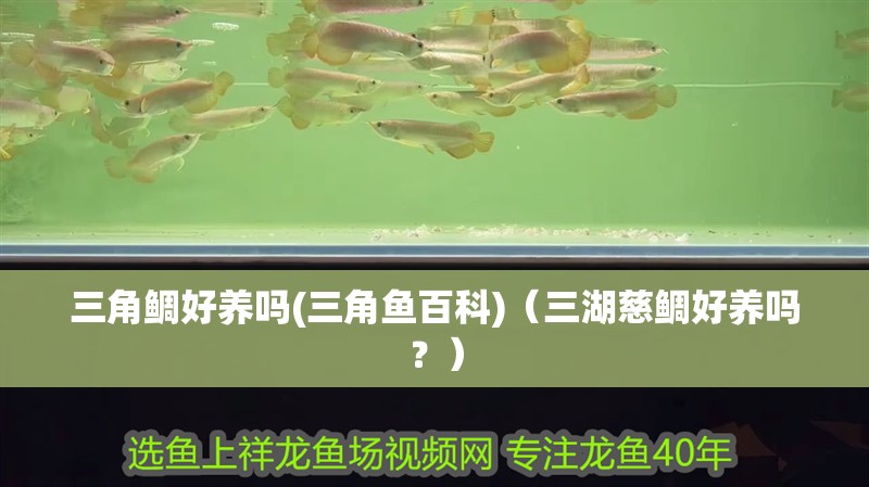 三角鯛好養(yǎng)嗎(三角魚百科)（三湖慈鯛好養(yǎng)嗎？） 三角鯛好養(yǎng)嗎(三角魚百科)（三湖慈鯛好養(yǎng)嗎？） 觀賞魚百科