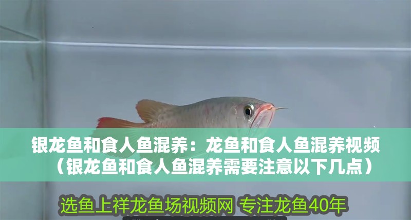 銀龍魚和食人魚混養：龍魚和食人魚混養視頻（銀龍魚和食人魚混養需要注意以下幾點）