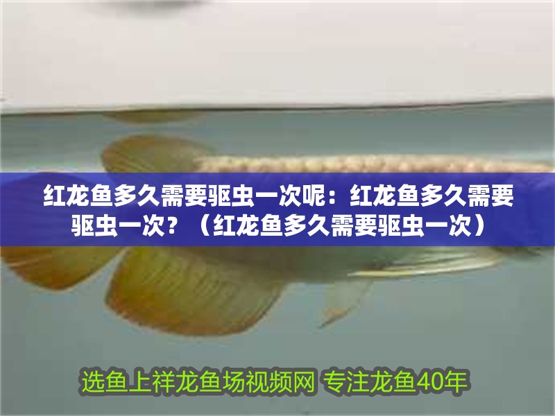紅龍魚多久需要驅(qū)蟲一次呢：紅龍魚多久需要驅(qū)蟲一次？（紅龍魚多久需要驅(qū)蟲一次）