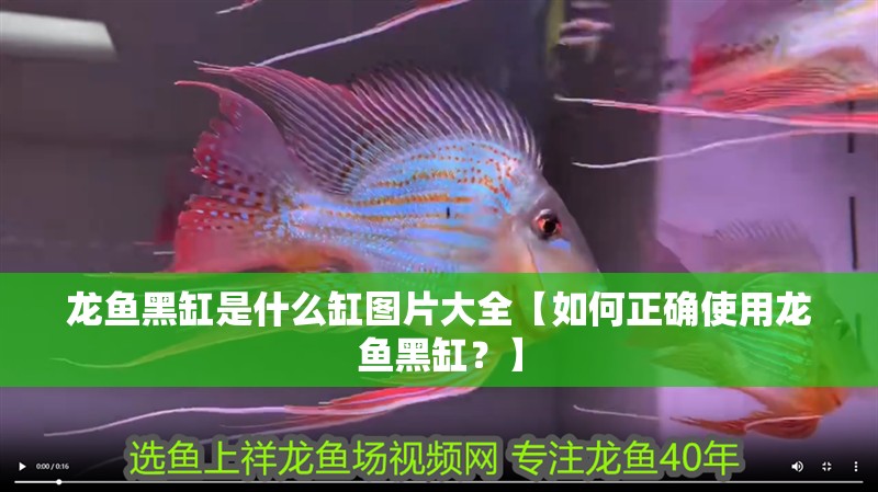 龍魚黑缸是什么缸圖片大全【如何正確使用龍魚黑缸？】 龍魚黑缸是什么缸圖片大全【如何正確使用龍魚黑缸？】 觀賞魚百科