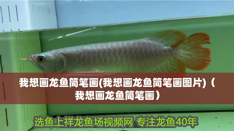 我想畫龍魚簡(jiǎn)筆畫(我想畫龍魚簡(jiǎn)筆畫圖片)（我想畫龍魚簡(jiǎn)筆畫）