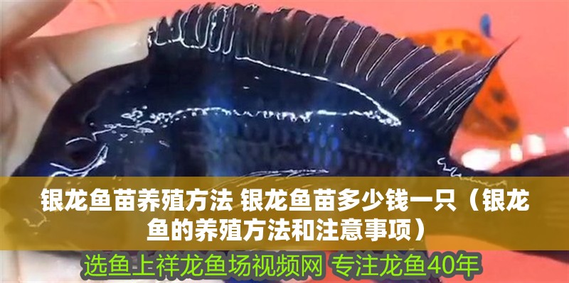 銀龍魚苗養殖方法 銀龍魚苗多少錢一只（銀龍魚的養殖方法和注意事項） 銀龍魚苗養殖方法 銀龍魚苗多少錢一只（銀龍魚的養殖方法和注意事項） 觀賞魚百科