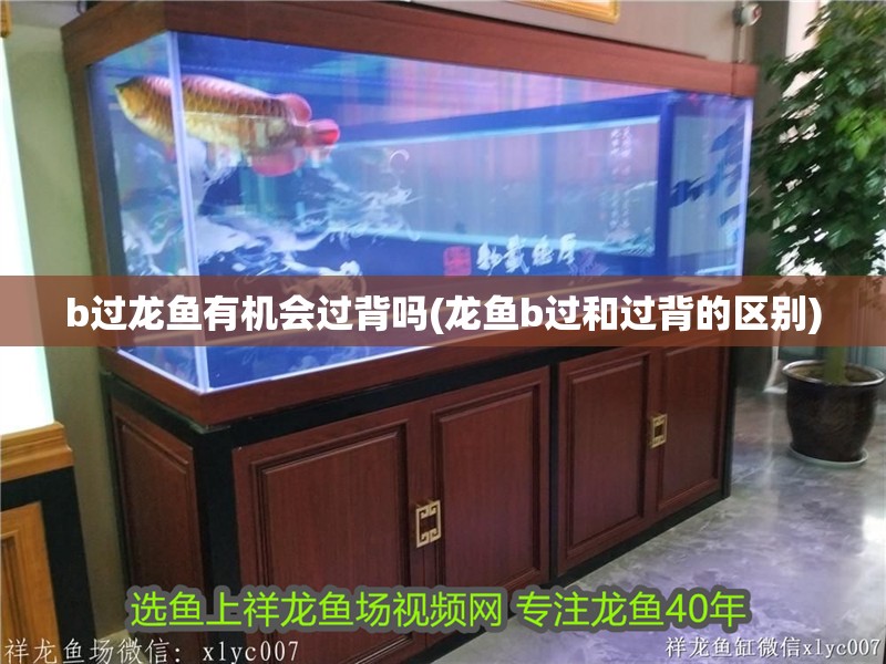 b過龍魚有機會過背嗎(龍魚b過和過背的區(qū)別) b過龍魚有機會過背嗎(龍魚b過和過背的區(qū)別) 觀賞魚百科
