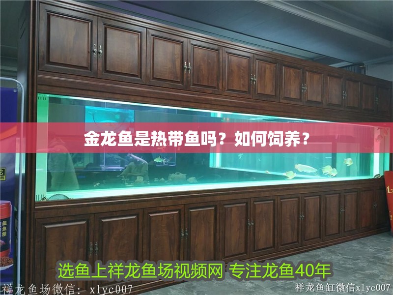 金龍魚是熱帶魚嗎？如何飼養？
