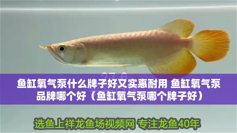 魚缸氧氣泵什么牌子好又實惠耐用 魚缸氧氣泵品牌哪個好（魚缸氧氣泵哪個牌子好）