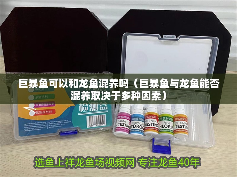 巨暴魚可以和龍魚混養嗎（巨暴魚與龍魚能否混養取決于多種因素） 巨暴魚可以和龍魚混養嗎（巨暴魚與龍魚能否混養取決于多種因素） 觀賞魚百科
