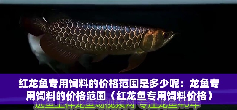 紅龍魚專用飼料的價格范圍是多少呢：龍魚專用飼料的價格范圍（紅龍魚專用飼料價格）
