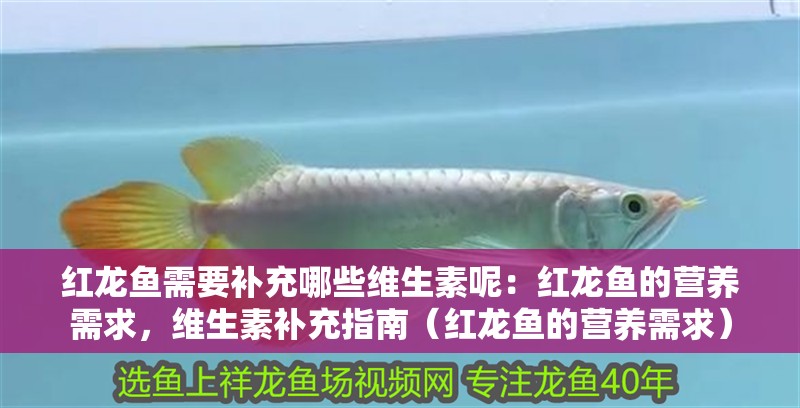 紅龍魚需要補(bǔ)充哪些維生素呢：紅龍魚的營養(yǎng)需求，維生素補(bǔ)充指南（紅龍魚的營養(yǎng)需求）