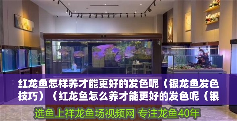 紅龍魚怎樣養才能更好的發色呢（銀龍魚發色技巧）（紅龍魚怎么養才能更好的發色呢（銀龍魚發色技巧）） 紅龍魚怎樣養才能更好的發色呢（銀龍魚發色技巧）（紅龍魚怎么養才能更好的發色呢（銀龍魚發色技巧）） 觀賞魚百科