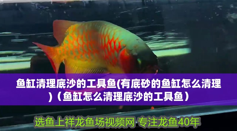 魚缸清理底沙的工具魚(有底砂的魚缸怎么清理)（魚缸怎么清理底沙的工具魚） 魚缸清理底沙的工具魚(有底砂的魚缸怎么清理)（魚缸怎么清理底沙的工具魚） 觀賞魚百科