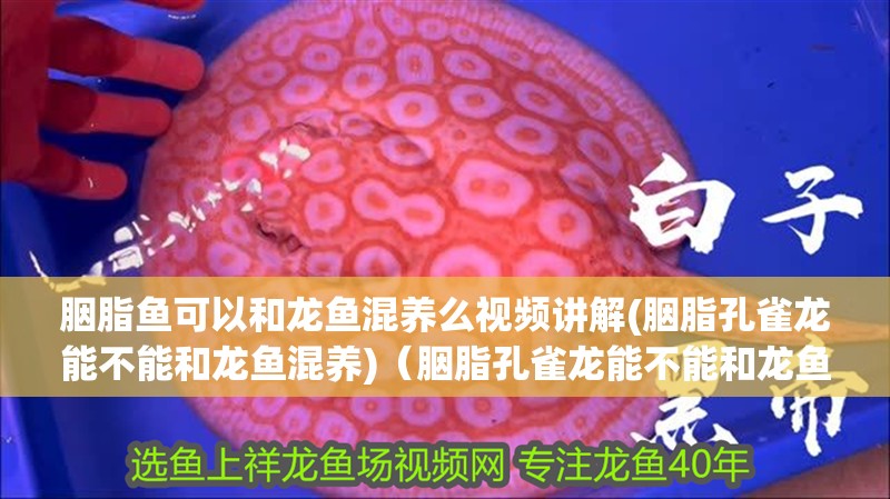 胭脂魚可以和龍魚混養么視頻講解(胭脂孔雀龍能不能和龍魚混養)（胭脂孔雀龍能不能和龍魚混養）