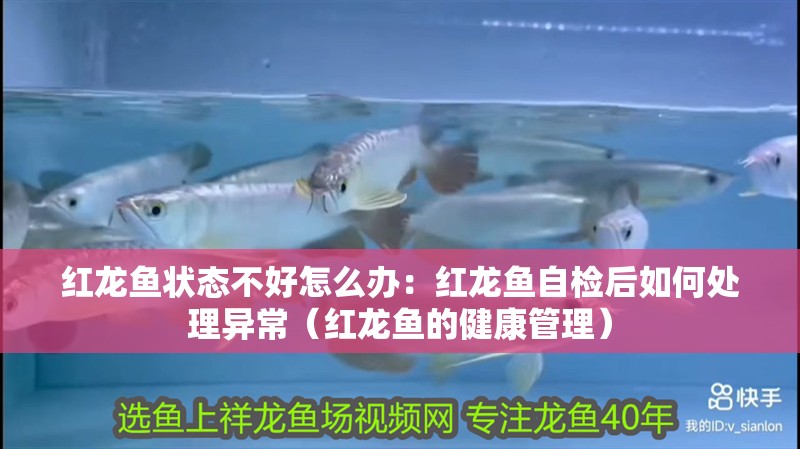 紅龍魚狀態(tài)不好怎么辦：紅龍魚自檢后如何處理異常（紅龍魚的健康管理）