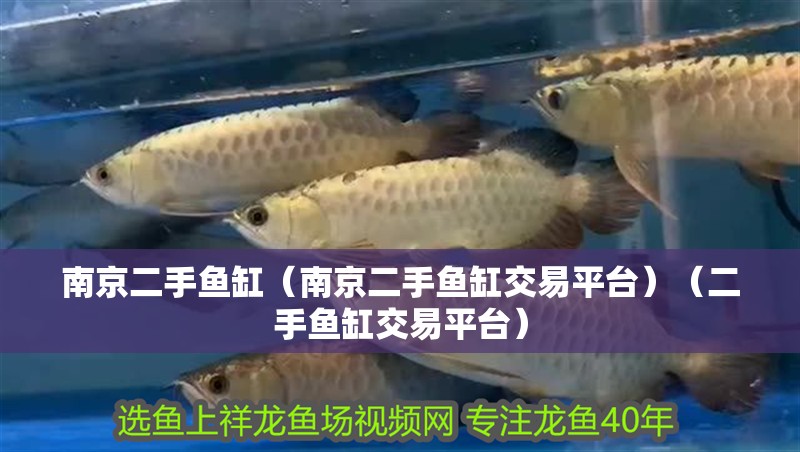 魚缸過濾器選購指南:自制魚缸過濾器魚缸上置過濾器對于養魚愛好者的必備知識 南京二手魚缸(南京二手魚缸交易平臺)(二手魚缸交易平臺) 觀賞魚百科 南京二手魚缸(南京二手魚缸交易平臺)(二手魚缸交易平臺) 南京二手魚缸(南京二手魚缸交易平臺)(二手魚缸交易平臺) 觀賞魚百科