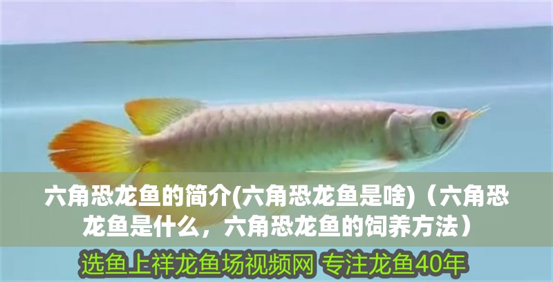 六角恐龍魚的簡介(六角恐龍魚是啥)（六角恐龍魚是什么，六角恐龍魚的飼養(yǎng)方法）