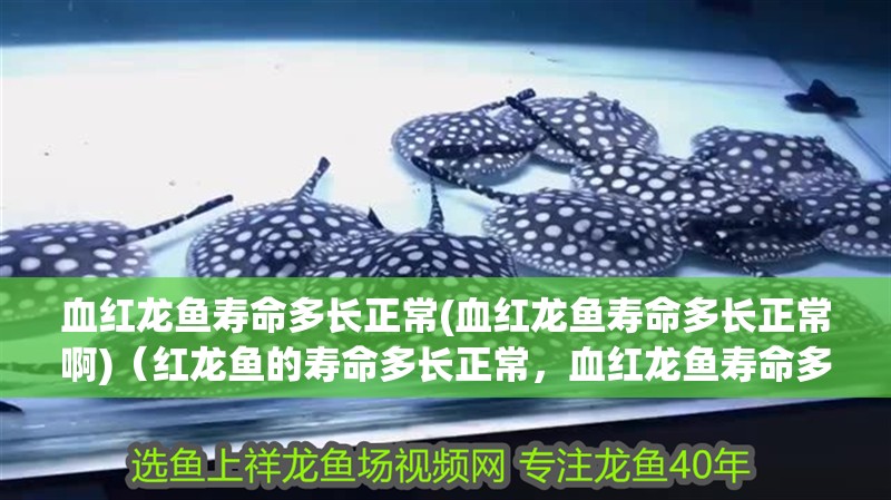 血紅龍魚壽命多長正常(血紅龍魚壽命多長正常啊)（紅龍魚的壽命多長正常，血紅龍魚壽命多長正常）
