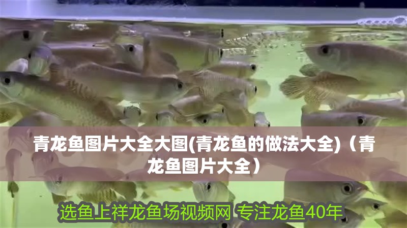 青龍魚圖片大全大圖(青龍魚的做法大全)（青龍魚圖片大全）