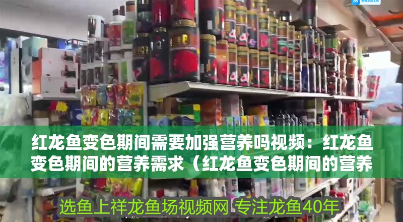 紅龍魚變色期間需要加強營養嗎視頻：紅龍魚變色期間的營養需求（紅龍魚變色期間的營養需求）