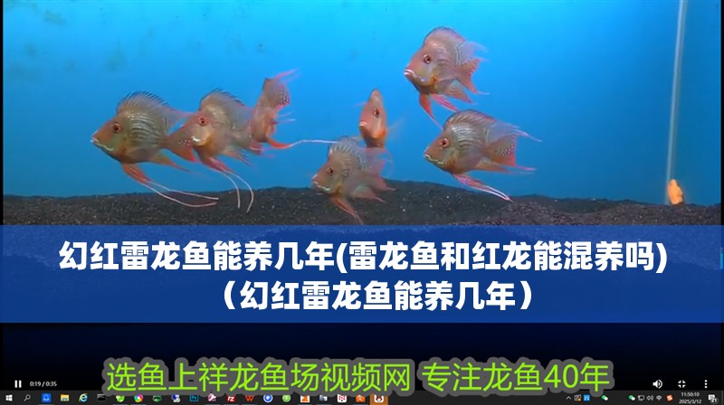 幻紅雷龍魚(yú)能養(yǎng)幾年(雷龍魚(yú)和紅龍能混養(yǎng)嗎)（幻紅雷龍魚(yú)能養(yǎng)幾年）