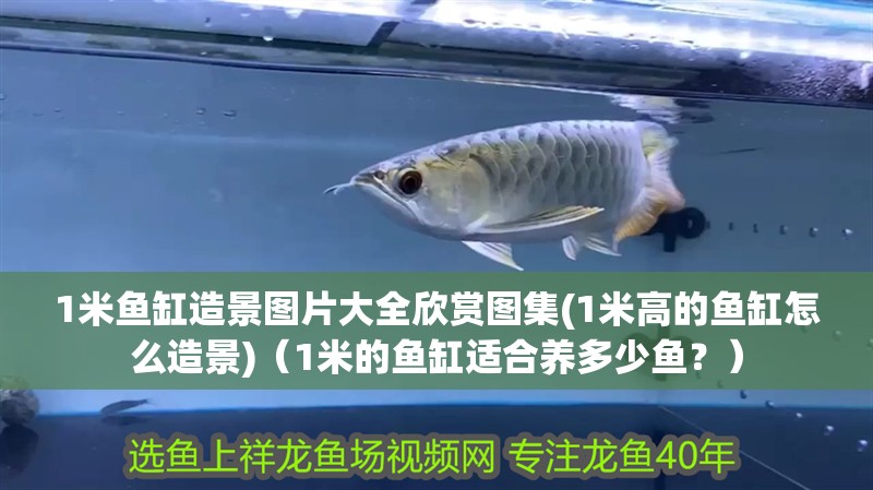 1米魚缸造景圖片大全欣賞圖集(1米高的魚缸怎么造景)（1米的魚缸適合養多少魚？）