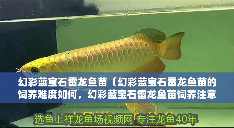 幻彩藍寶石雷龍魚苗（幻彩藍寶石雷龍魚苗的飼養(yǎng)難度如何，幻彩藍寶石雷龍魚苗飼養(yǎng)注意事項）