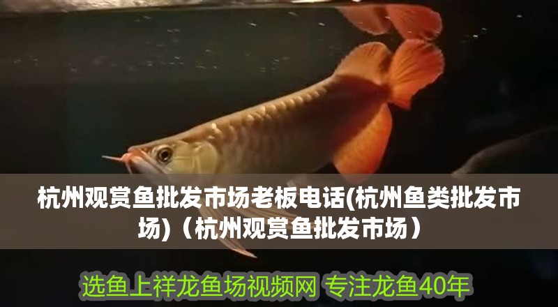 杭州觀賞魚批發(fā)市場老板電話(杭州魚類批發(fā)市場)（杭州觀賞魚批發(fā)市場） 杭州觀賞魚批發(fā)市場老板電話(杭州魚類批發(fā)市場)（杭州觀賞魚批發(fā)市場） 觀賞魚百科