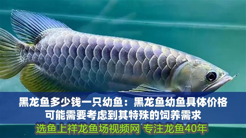 黑龍魚多少錢一只幼魚：黑龍魚幼魚具體價格可能需要考慮到其特殊的飼養需求 黑龍魚多少錢一只幼魚：黑龍魚幼魚具體價格可能需要考慮到其特殊的飼養需求 龍魚百科 第2張