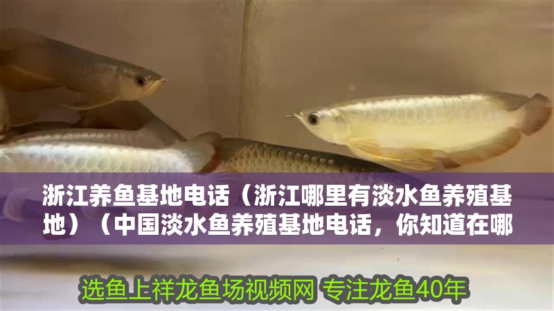 我的虎魚真菌感染了要怎么處理 浙江養魚基地電話(浙江哪里有淡水魚養殖基地)(中國淡水魚養殖基地電話,你知道在哪嗎) 觀賞魚百科 浙江養魚基地電話(浙江哪里有淡水魚養殖基地)(中國淡水魚養殖基地電話,你知道在哪嗎) 浙江養魚基地電話(浙江哪里有淡水魚養殖基地)(中國淡水魚養殖基地電話,你知道在哪嗎) 觀賞魚百科