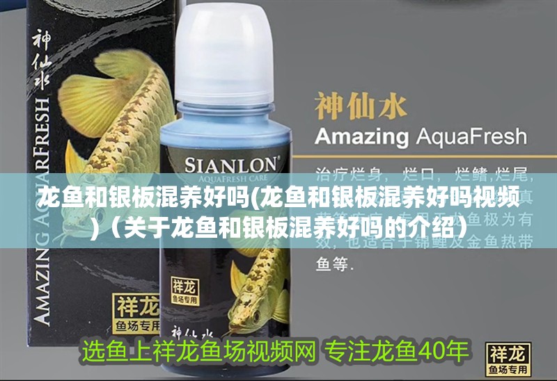 龍魚和銀板混養好嗎(龍魚和銀板混養好嗎視頻)（關于龍魚和銀板混養好嗎的介紹） 龍魚和銀板混養好嗎(龍魚和銀板混養好嗎視頻)（關于龍魚和銀板混養好嗎的介紹） 觀賞魚百科