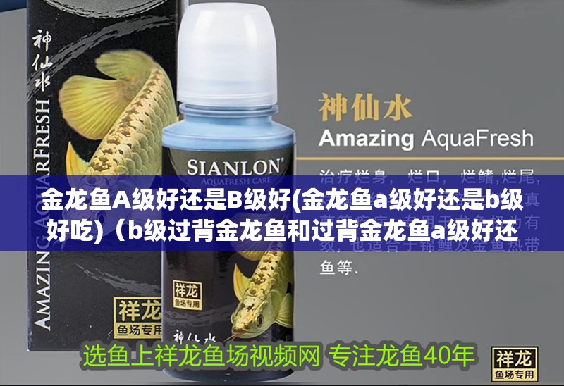 金龍魚A級好還是B級好(金龍魚a級好還是b級好吃)（b級過背金龍魚和過背金龍魚a級好還是b級過背金龍魚好）