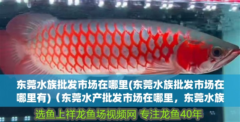 東莞水族批發(fā)市場在哪里(東莞水族批發(fā)市場在哪里有)（東莞水產(chǎn)批發(fā)市場在哪里，東莞水族批發(fā)市場在哪里） 東莞水族批發(fā)市場在哪里(東莞水族批發(fā)市場在哪里有)（東莞水產(chǎn)批發(fā)市場在哪里，東莞水族批發(fā)市場在哪里） 觀賞魚百科